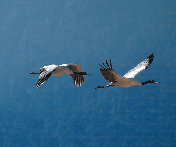 Black-necked Crane of Phobjikha